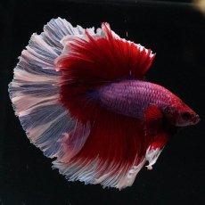 画像2: HM　ラベンダーバタフライ (2)