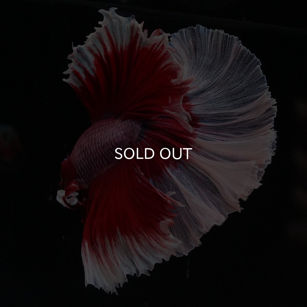 画像5: HM　ラベンダーバタフライ (5)