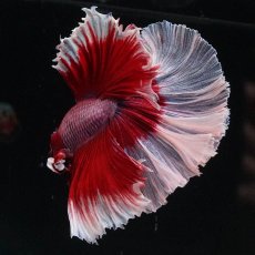 画像5: HM　ラベンダーバタフライ (5)