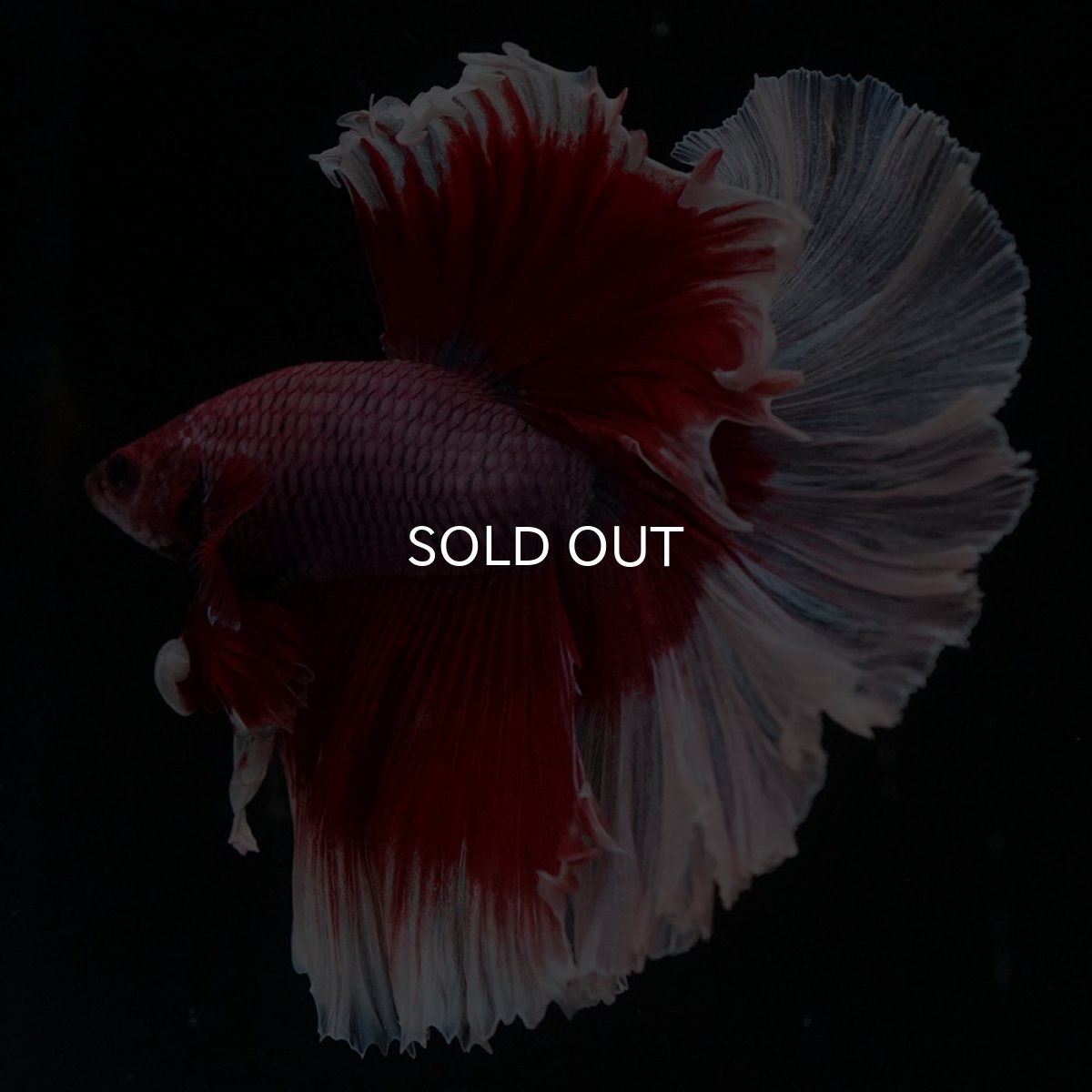 画像3: HM　ラベンダーバタフライ (3)