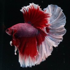 画像3: HM　ラベンダーバタフライ (3)