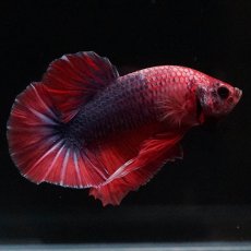 画像1: HMPK　ブルーグリッセル (1)