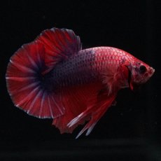 画像6: HMPK　ブルーグリッセル (6)