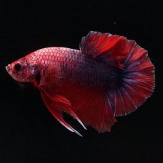 画像5: HMPK　ブルーグリッセル (5)