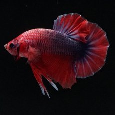 画像3: HMPK　ブルーグリッセル (3)