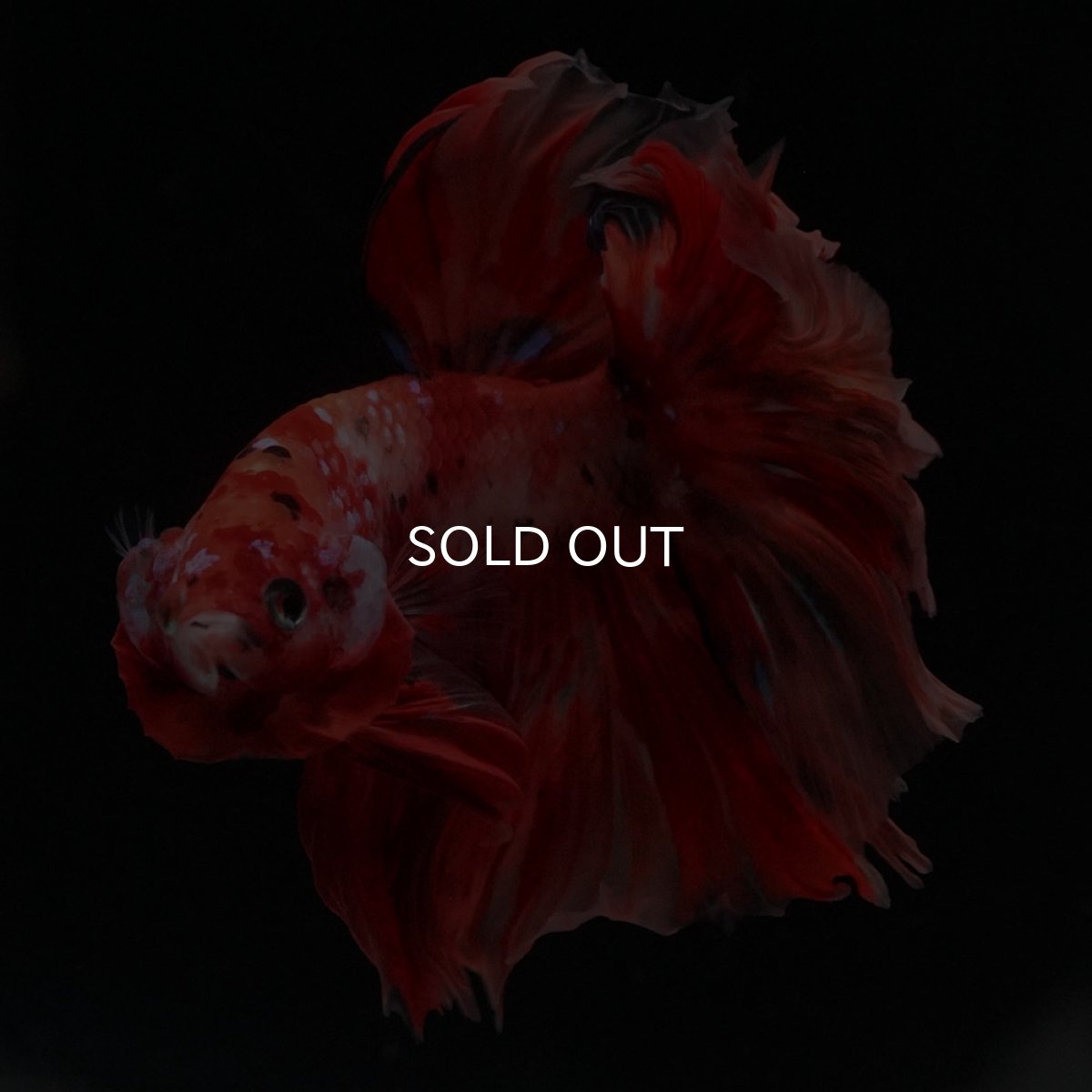 画像4: HM　キャンディ (4)