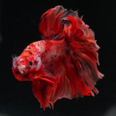 画像4: HM　キャンディ (4)