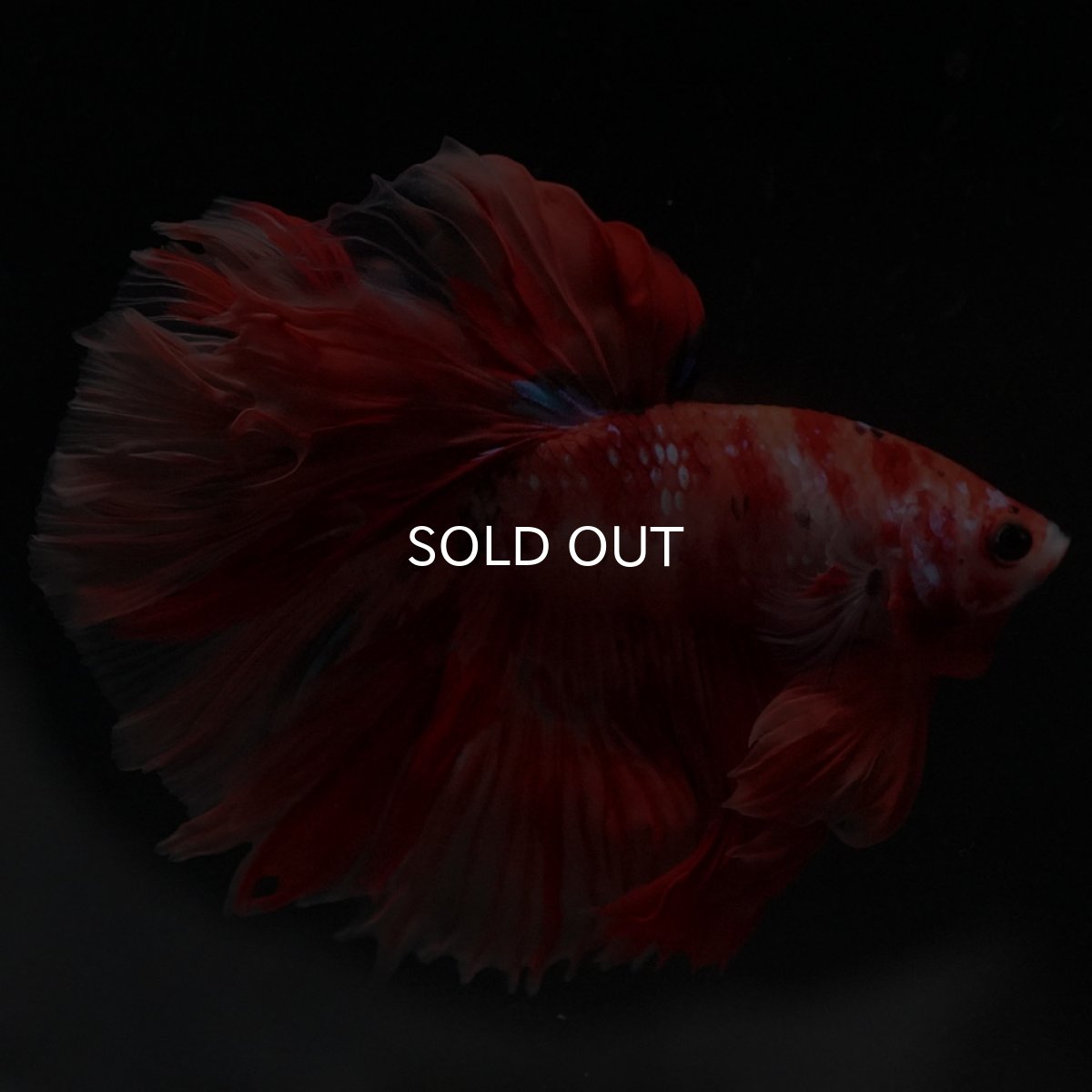 画像3: HM　キャンディ (3)