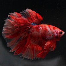 画像3: HM　キャンディ (3)