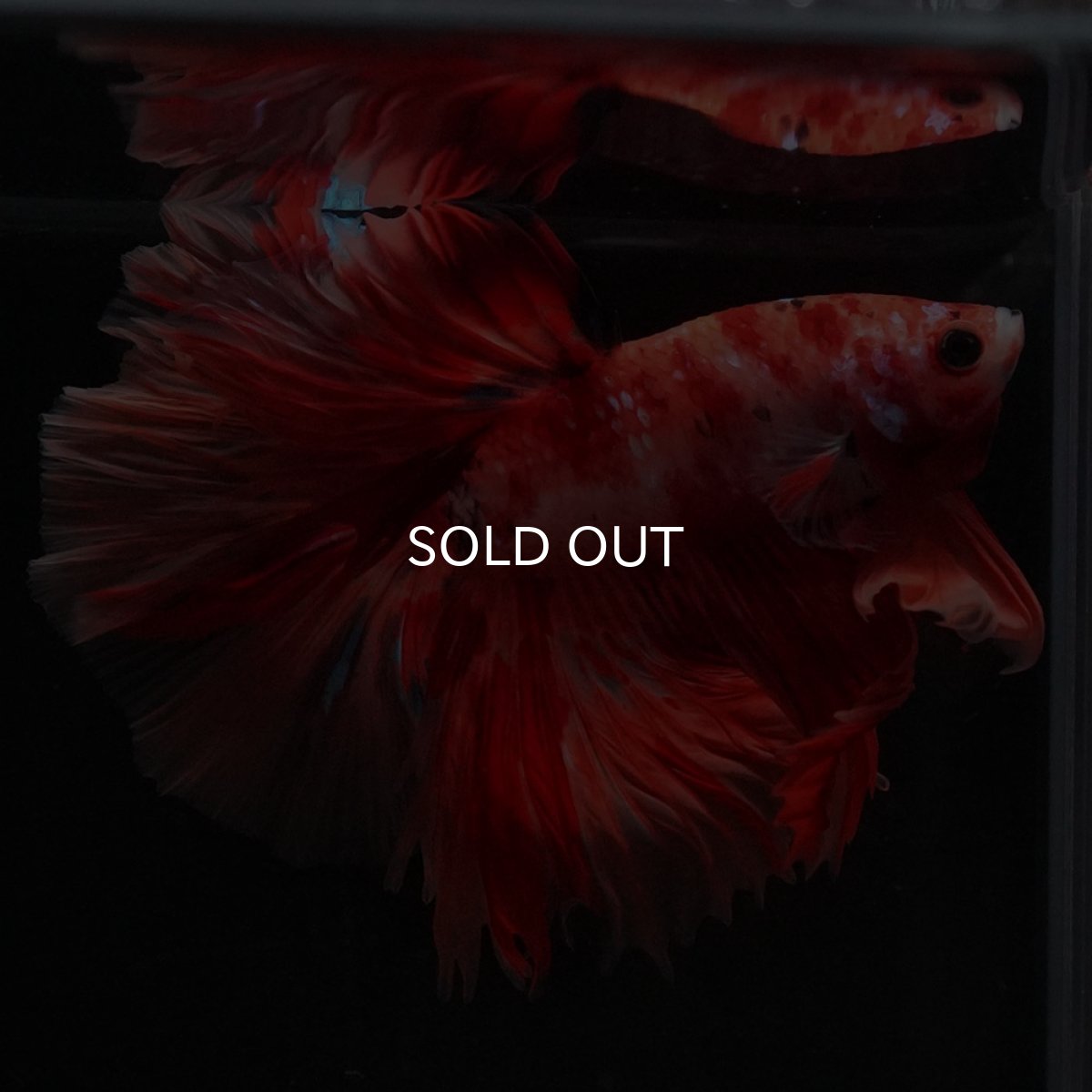 画像1: HM　キャンディ (1)