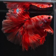 画像1: HM　キャンディ (1)