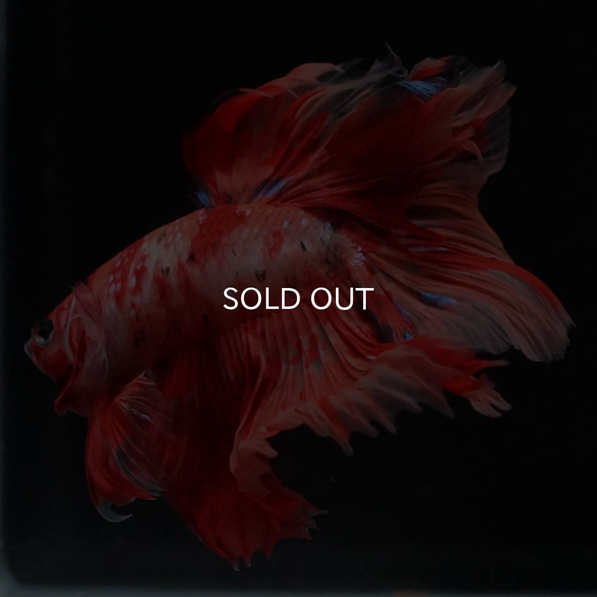 画像5: HM　キャンディ (5)