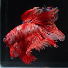 画像5: HM　キャンディ (5)