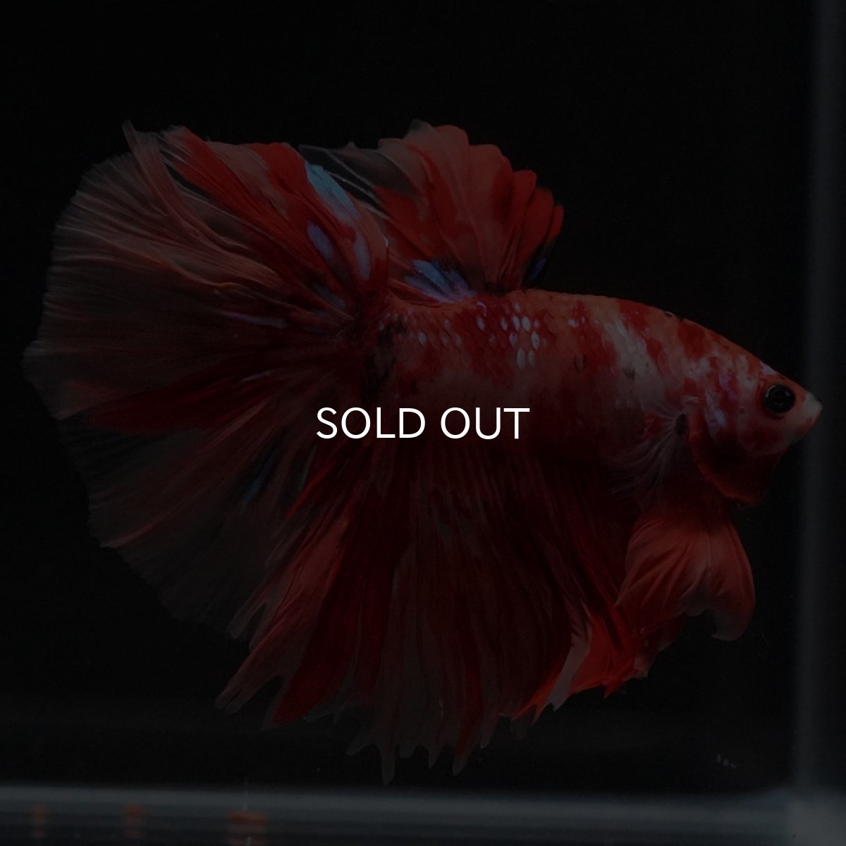 画像7: HM　キャンディ (7)