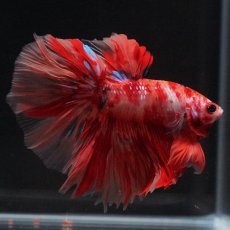 画像7: HM　キャンディ (7)