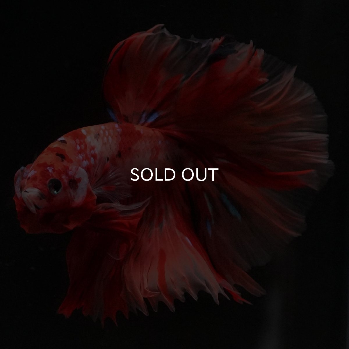 画像2: HM　キャンディ (2)