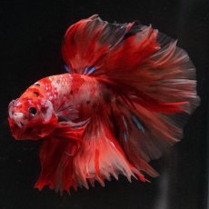 画像2: HM　キャンディ (2)