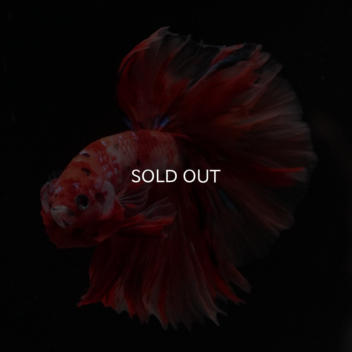 画像6: HM　キャンディ (6)