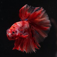 画像6: HM　キャンディ (6)