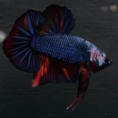 画像6: GHMPK　キャンディ　変わり柄 (6)