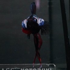 画像8: GHMPK　キャンディ　変わり柄 (8)