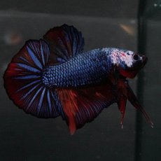 画像4: GHMPK　キャンディ　変わり柄 (4)