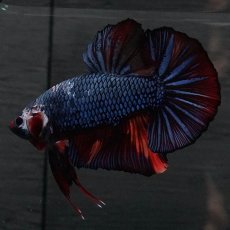 画像2: GHMPK　キャンディ　変わり柄 (2)