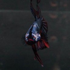 画像3: GHMPK　キャンディ　変わり柄 (3)