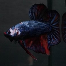 画像7: GHMPK　キャンディ　変わり柄 (7)