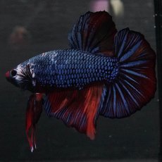 画像5: GHMPK　キャンディ　変わり柄 (5)