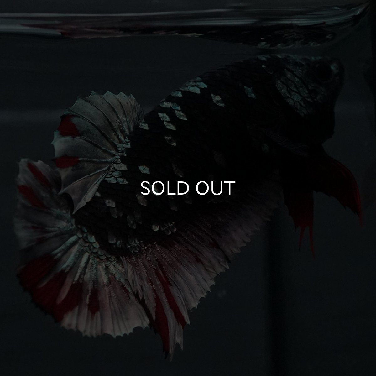 画像5: GHMPK　ブラックカッパースター　メス (5)