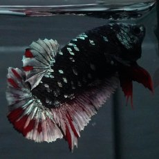 画像5: GHMPK　ブラックカッパースター　メス (5)