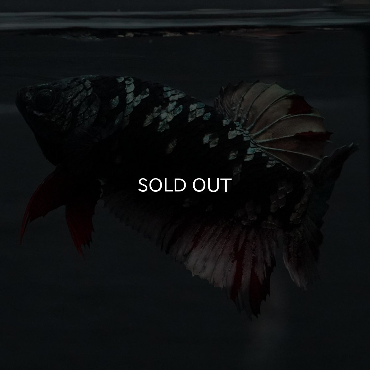 画像6: GHMPK　ブラックカッパースター　メス (6)