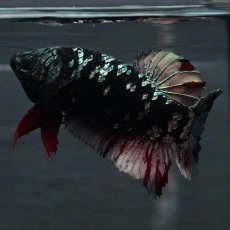 画像6: GHMPK　ブラックカッパースター　メス (6)