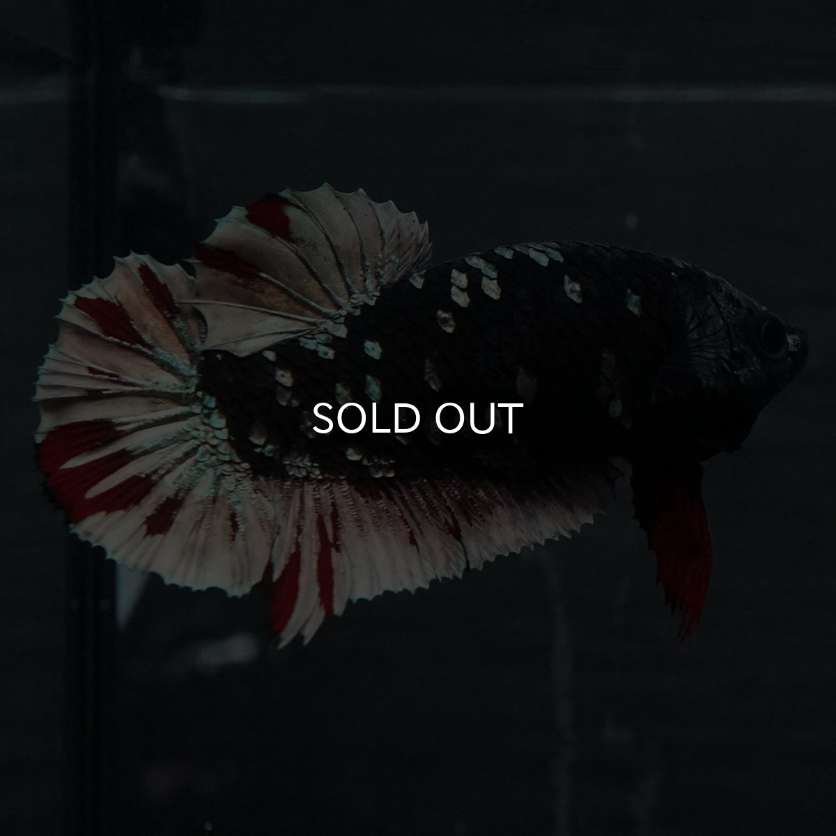 画像1: GHMPK　ブラックカッパースター　メス (1)