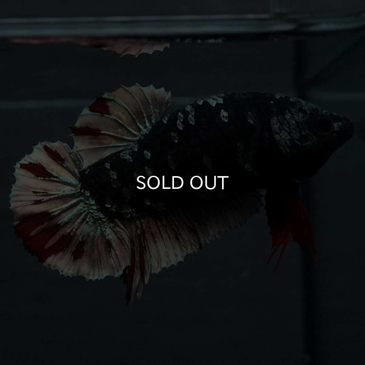 画像3: GHMPK　ブラックカッパースター　メス (3)