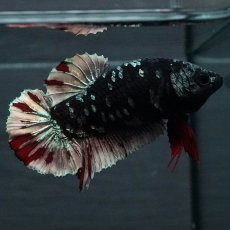 画像3: GHMPK　ブラックカッパースター　メス (3)