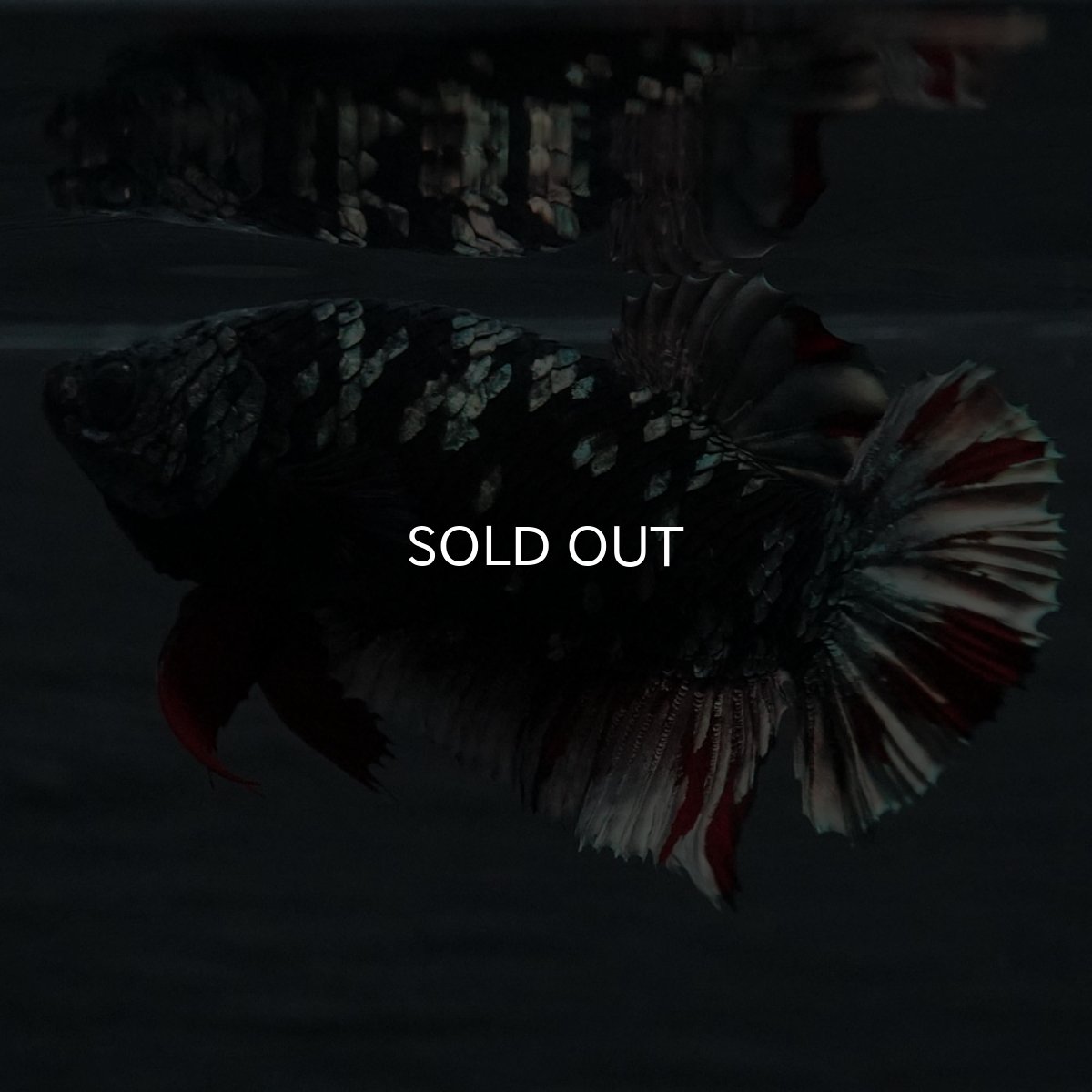 画像4: GHMPK　ブラックカッパースター　メス (4)