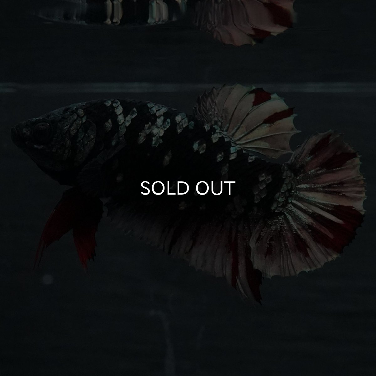 画像2: GHMPK　ブラックカッパースター　メス (2)