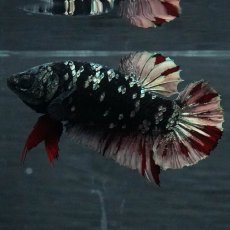 画像2: GHMPK　ブラックカッパースター　メス (2)