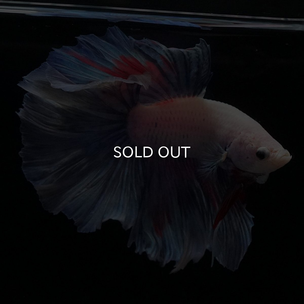 画像9: HM　ホワイトファンシー (9)