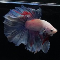 画像9: HM　ホワイトファンシー (9)