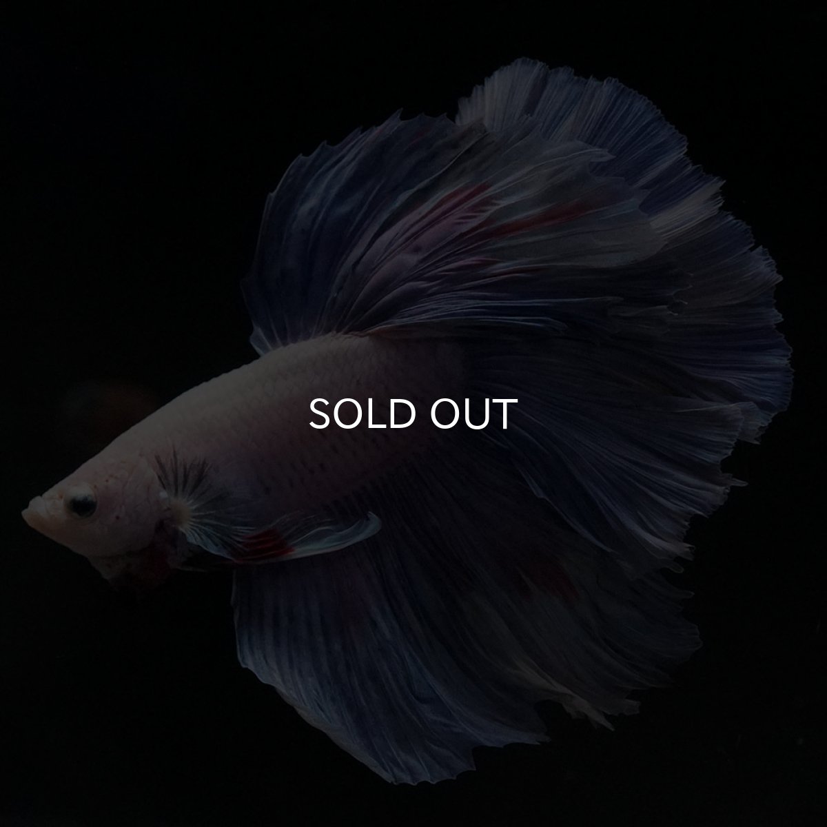 画像7: HM　ホワイトファンシー (7)