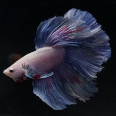 画像7: HM　ホワイトファンシー (7)