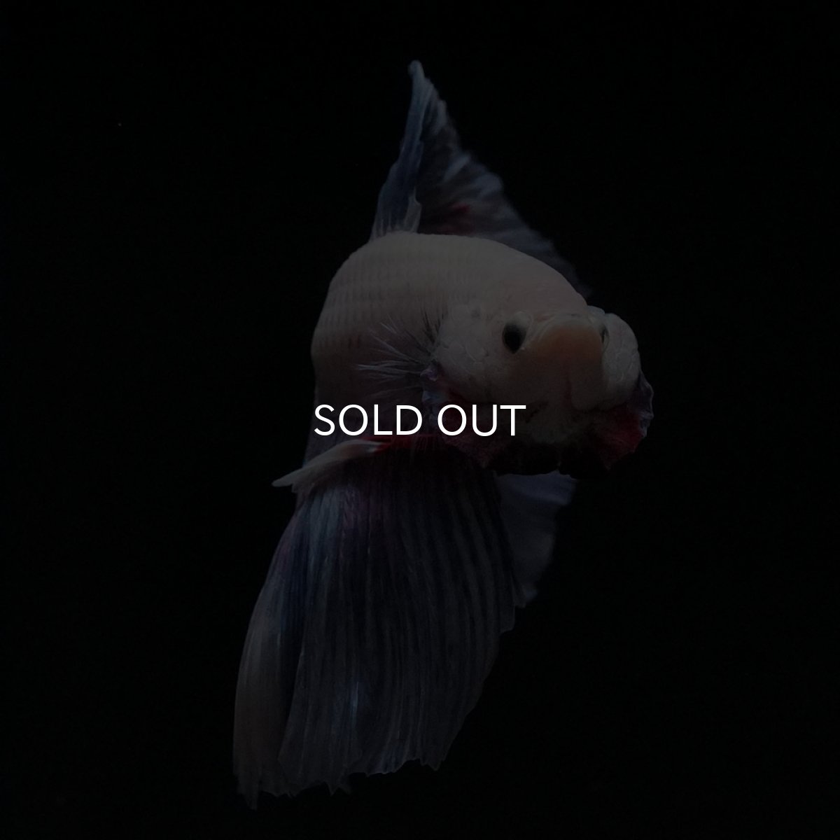 画像3: HM　ホワイトファンシー (3)