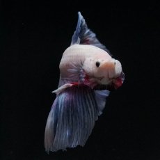 画像3: HM　ホワイトファンシー (3)