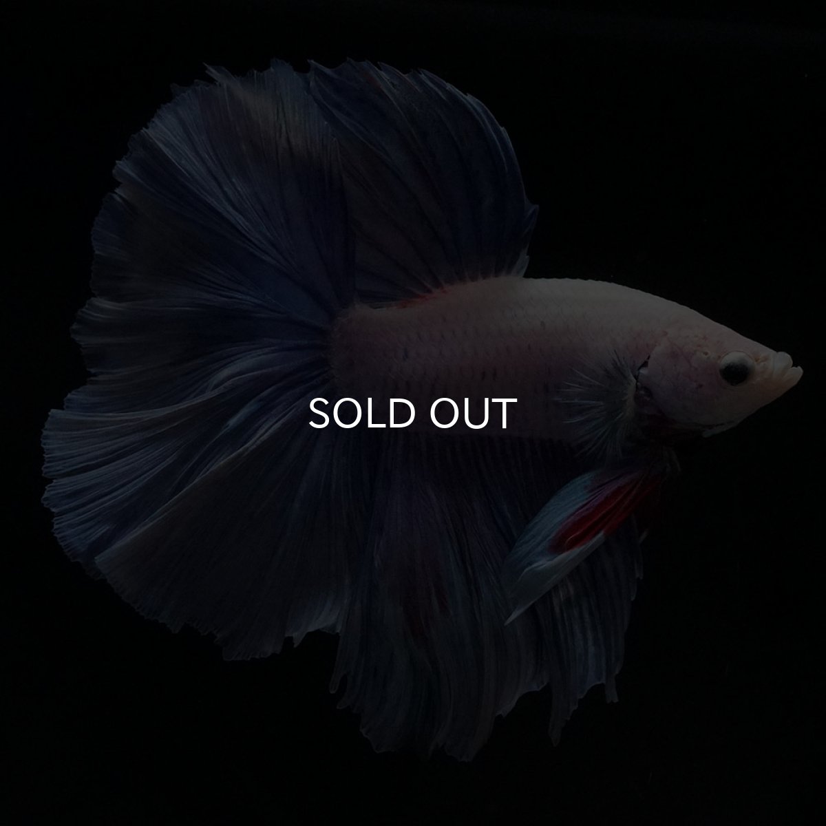 画像8: HM　ホワイトファンシー (8)