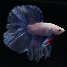 画像8: HM　ホワイトファンシー (8)