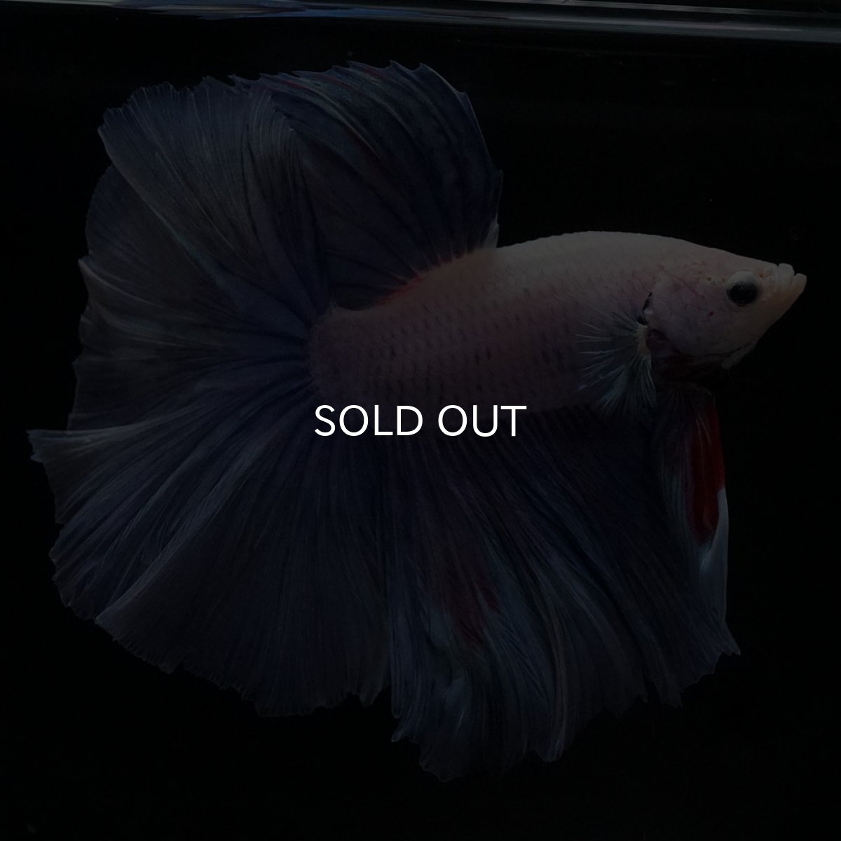 画像6: HM　ホワイトファンシー (6)