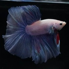 画像6: HM　ホワイトファンシー (6)